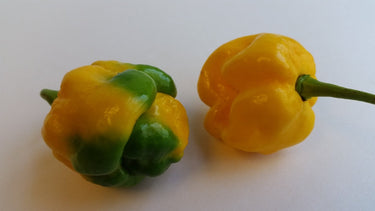Moruga Scorpion Yellow - Seeds - The Pepper Pantry (Formerly Marie Sharp's)